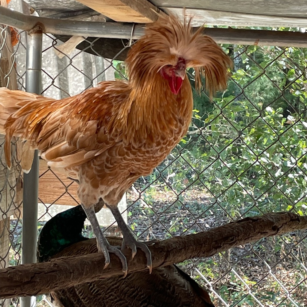 Meet your Posher, Infinitystone